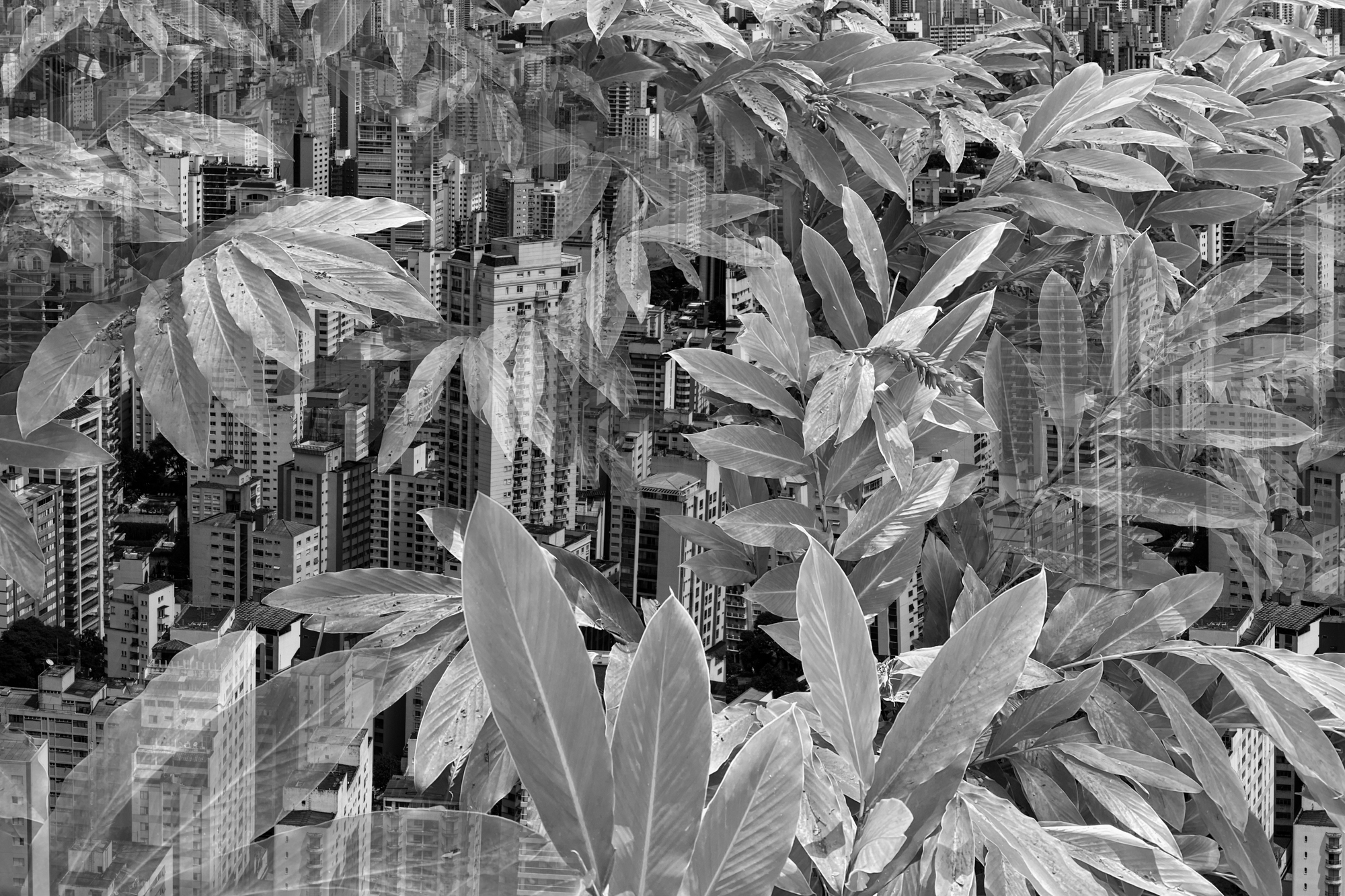 Concrete Jungle